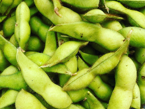 愛知県産  丹波黒豆枝豆約500g