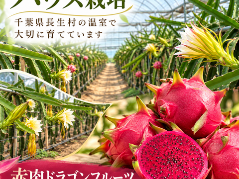 少人数・お試しに｜千葉県長生村産 赤肉ドラゴンフルーツ（レッド