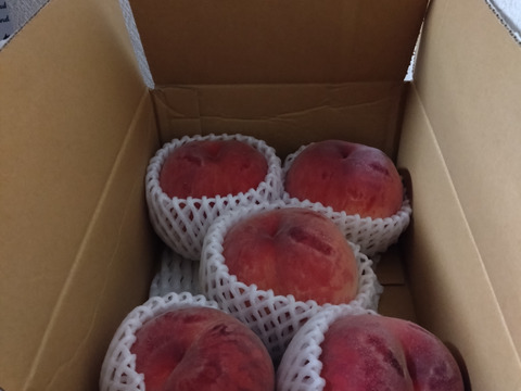 7月運命の出会い⁉️【67品種の桃を栽培】品種は何が届くかお楽しみ！白桃1.5㎏