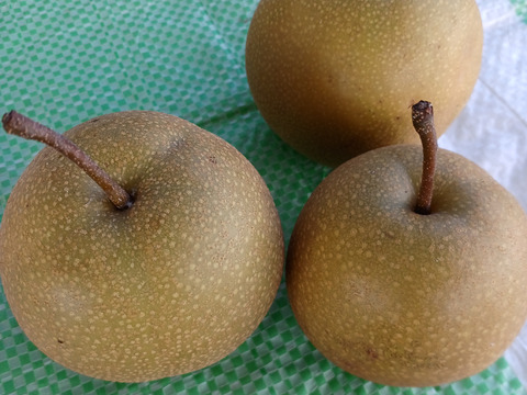 自然栽培の訳あり梨１キロ60サイズ