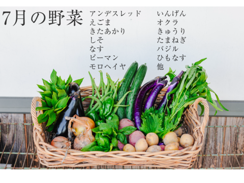 【７月の野菜】有機JASオーガニック野菜Ⅿセット