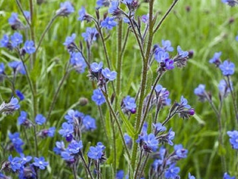 2個セット アンチューサ ドロップモア  ブルーガーデン イングリッシュガーデン  宿根草 多年草