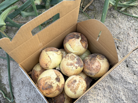 とにかく甘い！淡路島 新玉ねぎ 品種:七宝（秀品・3kg）