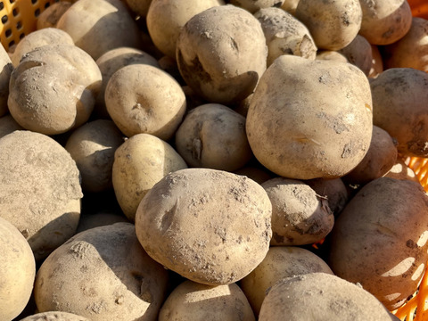 新じゃがいも男爵1.5kg 農薬・化学肥料不使用