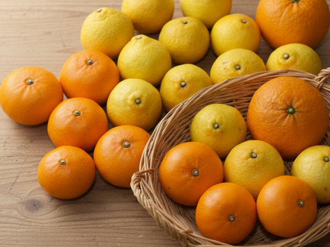 柑橘食べ比べ　せとか８個、はるか１３個、甘夏２個　合計５ｋｇ