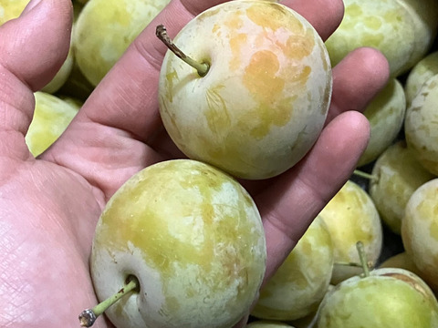 甘～いプラム ロージーゲージ (1kg)