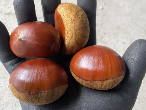 大粒　生栗　みとよの栗　品種混合　２Ｌサイズ　１ｋｇ