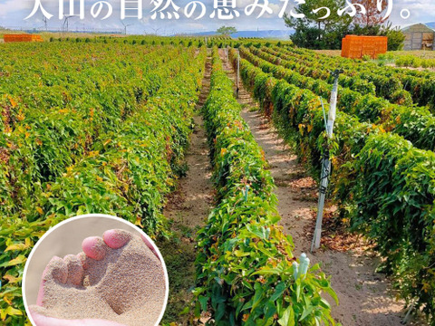 砂丘の恵み！鳥取砂丘“とろける”ながいも 1kg（2本前後）