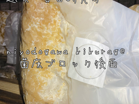 【大人の自由研究】【6月5日までの限定販売】『高知県産きくらげ栽培用の菌床ブロック×2個』簡単な育て方リーフレット付 ※商品到着後1週間以内に切込みを入れ栽培できる方