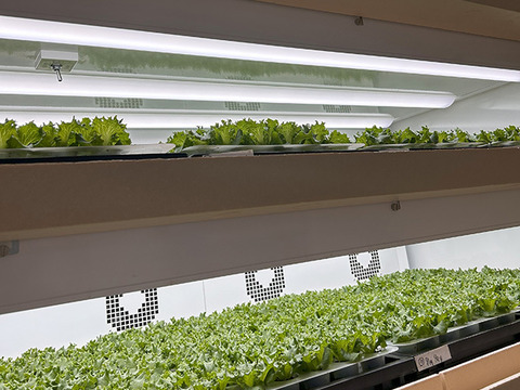 増量！水耕栽培レタス３種セット２kg