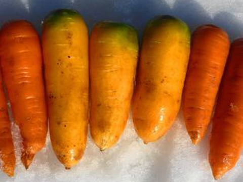 冬の力*優しい甘さ!クリーム人参 10kg(10人前)~農薬/化学肥料・不使用 【おすすめの食べ方付き】