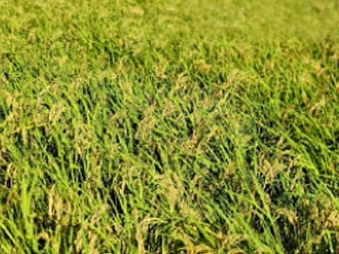 令和5年産 幻のお米 ハツシモ 大阪千早赤坂産 5kg