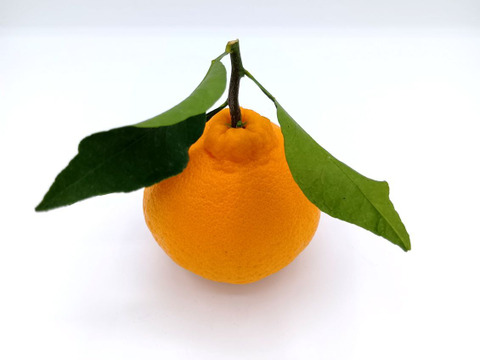 デコがポイント！不知火【贈答用 3.3～3.5kg】