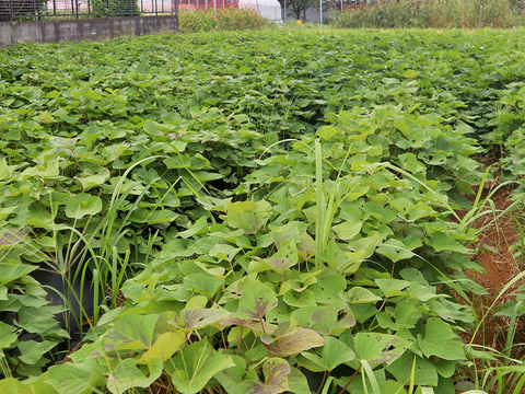 野菜ソムリエサミット金賞！ねっとり甘い熟成「紅はるか」約4.5kg