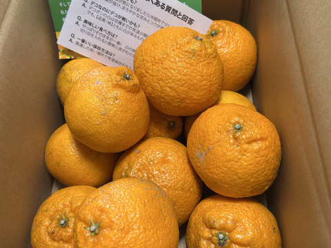 【発送開始】デコ（不知火）３ｋｇ（訳あり）☆