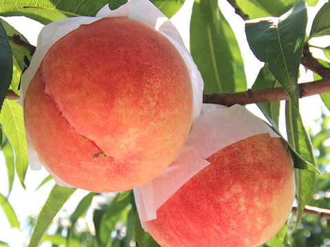 【収穫当日発送】【お中元】【夏ギフト】信州産　川中島白桃　贈答用５kg（１１～１６玉）