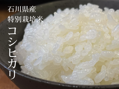 令和6年産】特別栽培米コシヒカリ（白米）9kg 石川県産：石川県