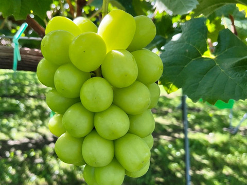 長野県松本産　ぶどう【シャインマスカット】　2房入（約1キロ）