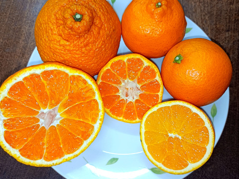 【柑橘食べ比べ】和歌山県産　不知火　ポンカン　ネーブル 3品種 15個 約2.5kg 初春の柑橘詰め合わせ　【農薬節減】