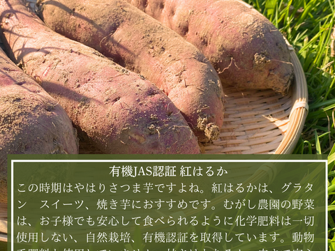 無添加 追熟 さつまいもペースト 3kg 紅はるか 有機JAS認証のさつまいもを使用