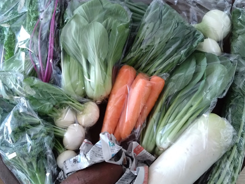 👑2年連続アワード受賞👑【未来をつくる笑み野菜】宮崎県産☆季節のお野菜セットM(8～9品程度)☆