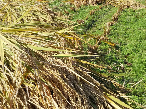玄米➕野菜セット 新聞紙包装にも対応❗️

不耕起草生の畑で気候変動に対応
　種とり　 　耕さない、草とともに賑やか24年