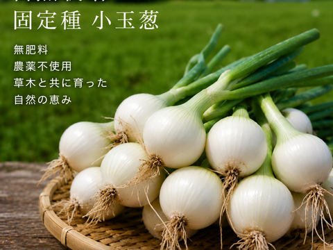 淡路島新玉葱自然栽培3キロ【固定種 在来種　完全農薬不使用　無肥料栽培　種子消毒無し【有機JAS法で認められた農薬・肥料・土壌改良剤も一切不使用】自然の力だけで栽培　数量限定予約販売開始ご予約順次発送