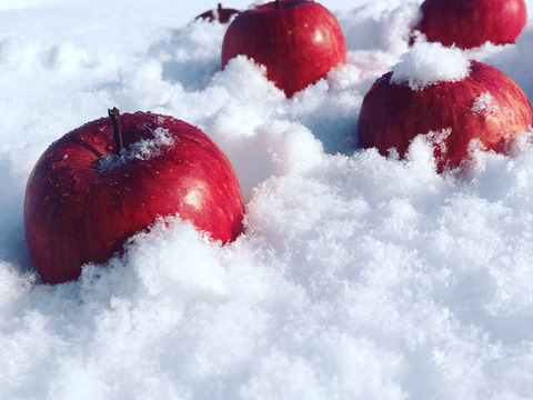 【雪中貯蔵】雪中リンゴ  ふじ 家庭用 
約10玉〜 豪雪地帯限定商品 母の日 父の日