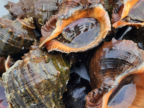 天然！活アカニシ貝 1kg（目安：7〜10個）赤西貝 ニシガイ 西貝 ニシ貝 巻き貝 漁師直送 刺身 煮つけ 海産物 BBQ 炉端焼 刺身