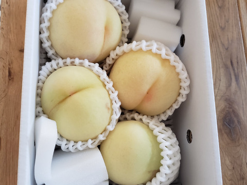 【クール便】(訳あり品)岡山白桃　1.4kg