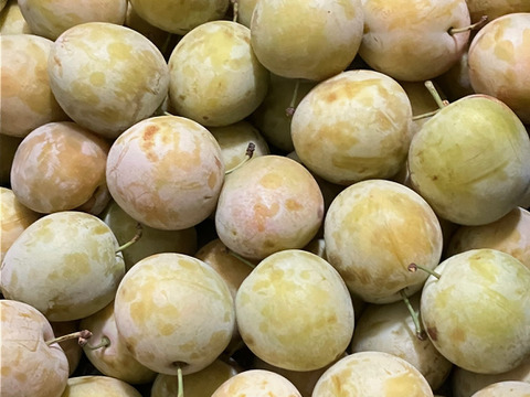 甘～いプラム ロージーゲージ (1kg)