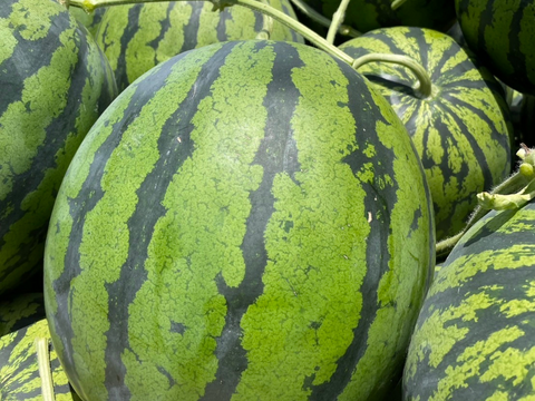 【気質アップ】 数量限定】熊本県植木産スイカ！《羅王ザ・スウィート》(2L Fruit