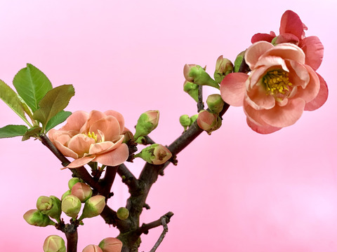 〜優しい空間を〜　苔玉　木瓜（桃色系）