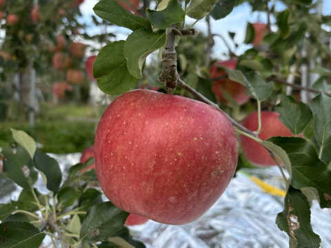 シナノスイート　ご家庭用　【5kg】