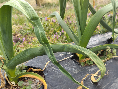 【有機JAS認証・期間限定】生にんにくバラ 南アルプスの有機野菜　500g