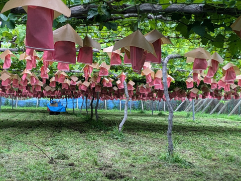 【プレミアム贈答】シャインマスカット１房（約500g）長野県認証/特別栽培同基準（信州の環境にやさしい農産物認証50）【福袋】