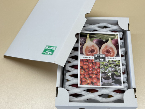 【ご家庭用】羽曳野産露地いちじく約1kg（9個or12個入り）