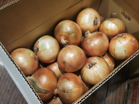 れんれん様用＜誕生日感謝＞淡路島産 新玉ねぎ 浜笑10kg×2箱 高糖度 新たま 楽天市場】【順次発送中 中晩生 玉ねぎ 】 淡路島 玉ねぎ