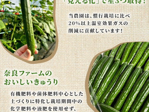 【期間限定】6月15.16.17日発送！シャキシャキきゅうり摘果小さめ2kg弱