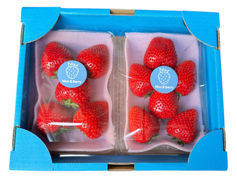 🍓希少な大玉!濃厚な甘さの完熟とちあいか|栃木県宇都宮市産:栃木県 🍓希少な大玉!濃厚な甘さの完熟とちあいか|栃木県宇都宮市産:栃木県