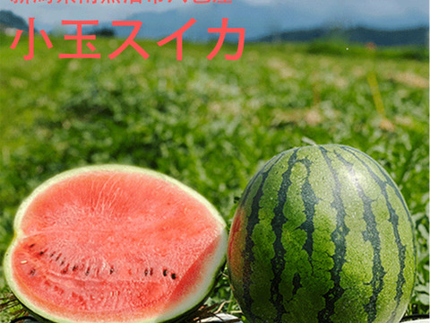 とにかく甘い!八色産【小玉スイカ】「こまがた家の八色のスイカ」2玉