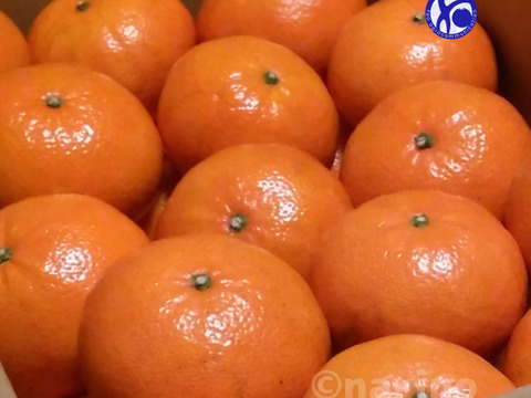 希少品種「べにばえ」天草の芳潤な和製オレンジ（ご家庭向き5kg）
