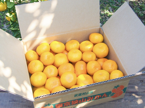 【お歳暮・ギフトに】とろける完熟！幻の東京産みかんMサイズ5kg【東京狭山みかん】