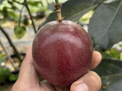 甘い南国の味。パッションフルーツ（6個入り）