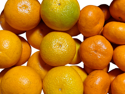 ファミぽん｜ふぁおの柑橘３種セット（八朔・スイートスプリング・金峰：ご家庭用5kg）【柑橘食べ比べ】