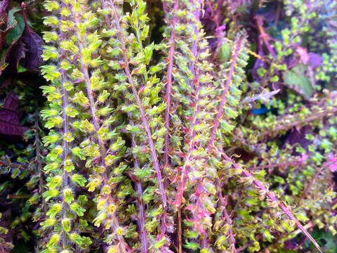 大分県産赤紫蘇の穂　200g 芳香裏紫蘇　穂紫蘇　紫蘇の実