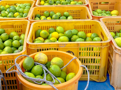 広島柑橘の名産地「大長」で栽培した国産グリーンレモン（3kg）