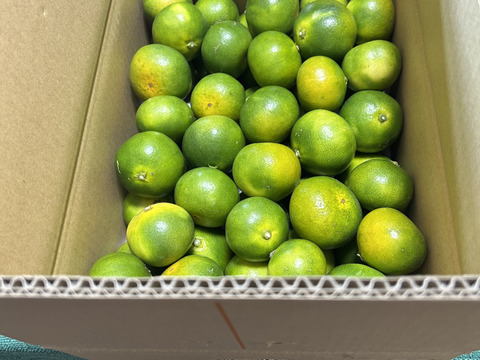 【9月上旬よりお届け】「YN２６」5㎏（サイズ混合）。