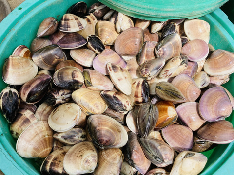 真空冷凍はまぐり　1個50〜70g   500g入り×1パック