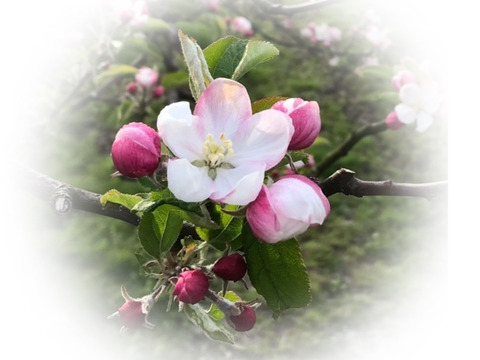 【初回限定BOX】採れたての新蜜　こだわり国産生はちみつ　りんご　梨　山桜　トリオセット各80g